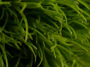 Amerika 'dan gelen güzel otlar, özellikle New Mexico' dan. At kuyruğu, bu süs otunun küçük, düşük bir türüdür. Seçici odaklanma, DOF, makro