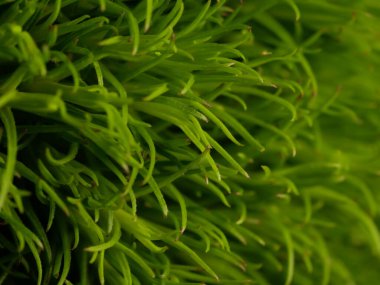 Amerika 'dan gelen güzel otlar, özellikle New Mexico' dan. At kuyruğu, bu süs otunun küçük, düşük bir türüdür. Seçici odaklanma, DOF, makro