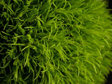 Amerika 'dan gelen güzel otlar, özellikle New Mexico' dan. At kuyruğu, bu süs otunun küçük, düşük bir türüdür. Seçici odaklanma, DOF, makro