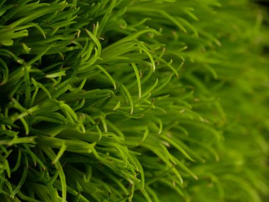 Amerika 'dan gelen güzel otlar, özellikle New Mexico' dan. At kuyruğu, bu süs otunun küçük, düşük bir türüdür. Seçici odaklanma, DOF, makro