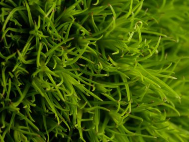 Amerika 'dan gelen güzel otlar, özellikle New Mexico' dan. At kuyruğu, bu süs otunun küçük, düşük bir türüdür. Seçici odaklanma, DOF, makro