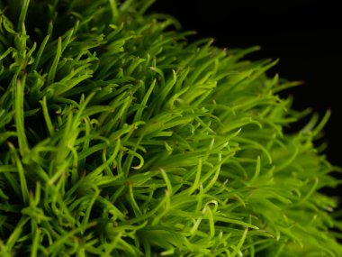 Amerika 'dan gelen güzel otlar, özellikle New Mexico' dan. At kuyruğu, bu süs otunun küçük, düşük bir türüdür. Seçici odaklanma, DOF, makro