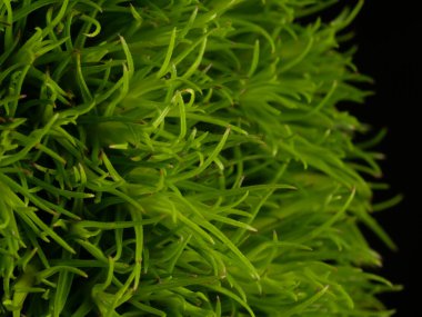 Amerika 'dan gelen güzel otlar, özellikle New Mexico' dan. At kuyruğu, bu süs otunun küçük, düşük bir türüdür. Seçici odaklanma, DOF, makro