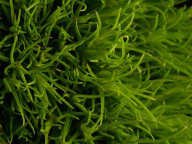 Amerika 'dan gelen güzel otlar, özellikle New Mexico' dan. At kuyruğu, bu süs otunun küçük, düşük bir türüdür. Seçici odaklanma, DOF, makro