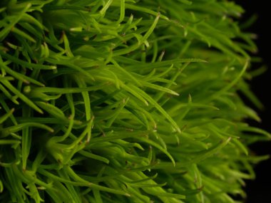 Amerika 'dan gelen güzel otlar, özellikle New Mexico' dan. At kuyruğu, bu süs otunun küçük, düşük bir türüdür. Seçici odaklanma, DOF, makro