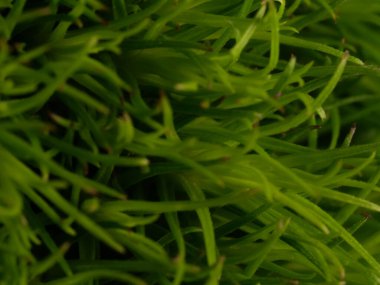 Amerika 'dan gelen güzel otlar, özellikle New Mexico' dan. At kuyruğu, bu süs otunun küçük, düşük bir türüdür. Seçici odaklanma, DOF, makro