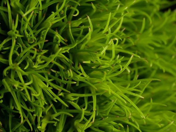 Amerika 'dan gelen güzel otlar, özellikle New Mexico' dan. At kuyruğu, bu süs otunun küçük, düşük bir türüdür. Seçici odaklanma, DOF, makro