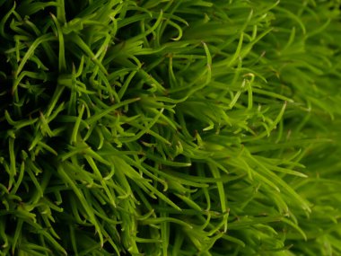 Amerika 'dan gelen güzel otlar, özellikle New Mexico' dan. At kuyruğu, bu süs otunun küçük, düşük bir türüdür. Seçici odaklanma, DOF, makro