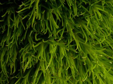 Amerika 'dan gelen güzel otlar, özellikle New Mexico' dan. At kuyruğu, bu süs otunun küçük, düşük bir türüdür. Seçici odaklanma, DOF, makro