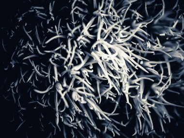 Amerika 'dan gelen güzel otlar, özellikle New Mexico' dan. At kuyruğu, bu süs otunun küçük, düşük bir türüdür. Seçici odak, DOF, makro, siyah ve beyaz