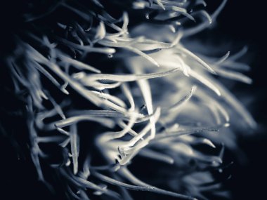 Amerika 'dan gelen güzel otlar, özellikle New Mexico' dan. At kuyruğu, bu süs otunun küçük, düşük bir türüdür. Seçici odak, DOF, makro, siyah ve beyaz