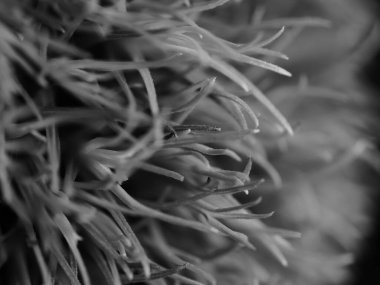 Amerika 'dan gelen güzel otlar, özellikle New Mexico' dan. At kuyruğu, bu süs otunun küçük, düşük bir türüdür. Seçici odak, DOF, makro, siyah ve beyaz