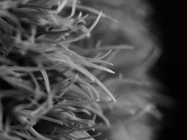 Amerika 'dan gelen güzel otlar, özellikle New Mexico' dan. At kuyruğu, bu süs otunun küçük, düşük bir türüdür. Seçici odak, DOF, makro, siyah ve beyaz