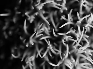 Amerika 'dan gelen güzel otlar, özellikle New Mexico' dan. At kuyruğu, bu süs otunun küçük, düşük bir türüdür. Seçici odak, DOF, makro, siyah ve beyaz