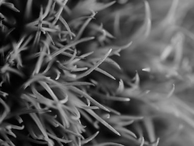 Amerika 'dan gelen güzel otlar, özellikle New Mexico' dan. At kuyruğu, bu süs otunun küçük, düşük bir türüdür. Seçici odak, DOF, makro, siyah ve beyaz