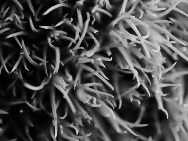 Amerika 'dan gelen güzel otlar, özellikle New Mexico' dan. At kuyruğu, bu süs otunun küçük, düşük bir türüdür. Seçici odak, DOF, makro, siyah ve beyaz