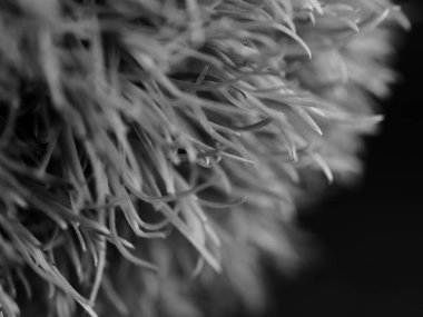 Amerika 'dan gelen güzel otlar, özellikle New Mexico' dan. At kuyruğu, bu süs otunun küçük, düşük bir türüdür. Seçici odak, DOF, makro, siyah ve beyaz