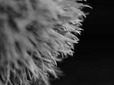 Amerika 'dan gelen güzel otlar, özellikle New Mexico' dan. At kuyruğu, bu süs otunun küçük, düşük bir türüdür. Seçici odak, DOF, makro, siyah ve beyaz