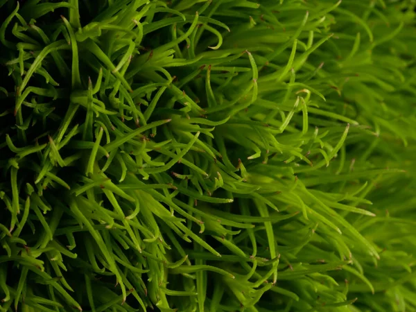 Amerika 'dan gelen güzel otlar, özellikle New Mexico' dan. At kuyruğu, bu süs otunun küçük, düşük bir türüdür. Seçici odaklanma, DOF, makro