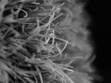 Amerika 'dan gelen güzel otlar, özellikle New Mexico' dan. At kuyruğu, bu süs otunun küçük, düşük bir türüdür. Seçici odak, DOF, makro, siyah ve beyaz