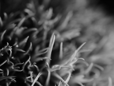 Amerika 'dan gelen güzel otlar, özellikle New Mexico' dan. At kuyruğu, bu süs otunun küçük, düşük bir türüdür. Seçici odak, DOF, makro, siyah ve beyaz