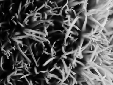 Amerika 'dan gelen güzel otlar, özellikle New Mexico' dan. At kuyruğu, bu süs otunun küçük, düşük bir türüdür. Seçici odak, DOF, makro, siyah ve beyaz