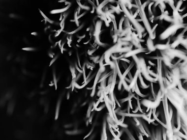 Amerika 'dan gelen güzel otlar, özellikle New Mexico' dan. At kuyruğu, bu süs otunun küçük, düşük bir türüdür. Seçici odak, DOF, makro, siyah ve beyaz