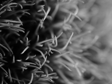 Amerika 'dan gelen güzel otlar, özellikle New Mexico' dan. At kuyruğu, bu süs otunun küçük, düşük bir türüdür. Seçici odak, DOF, makro, siyah ve beyaz