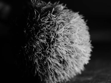 Amerika 'dan gelen güzel otlar, özellikle New Mexico' dan. At kuyruğu, bu süs otunun küçük, düşük bir türüdür. Seçici odak, DOF, makro, siyah ve beyaz