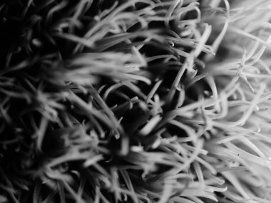 Amerika 'dan gelen güzel otlar, özellikle New Mexico' dan. At kuyruğu, bu süs otunun küçük, düşük bir türüdür. Seçici odak, DOF, makro, siyah ve beyaz