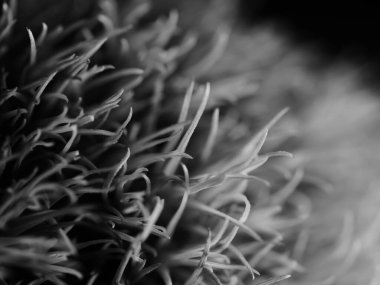 Amerika 'dan gelen güzel otlar, özellikle New Mexico' dan. At kuyruğu, bu süs otunun küçük, düşük bir türüdür. Seçici odak, DOF, makro, siyah ve beyaz