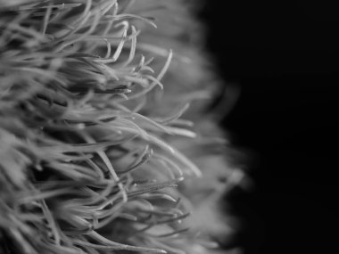 Amerika 'dan gelen güzel otlar, özellikle New Mexico' dan. At kuyruğu, bu süs otunun küçük, düşük bir türüdür. Seçici odak, DOF, makro, siyah ve beyaz