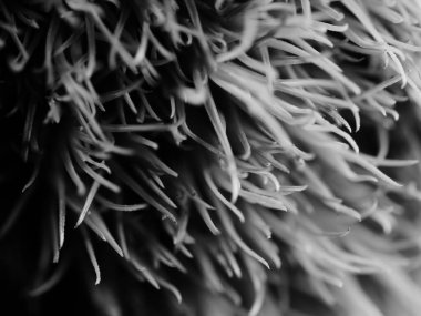 Amerika 'dan gelen güzel otlar, özellikle New Mexico' dan. At kuyruğu, bu süs otunun küçük, düşük bir türüdür. Seçici odak, DOF, makro, siyah ve beyaz