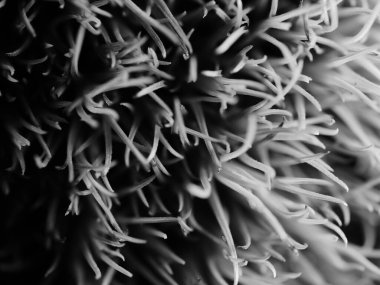 Amerika 'dan gelen güzel otlar, özellikle New Mexico' dan. At kuyruğu, bu süs otunun küçük, düşük bir türüdür. Seçici odak, DOF, makro, siyah ve beyaz