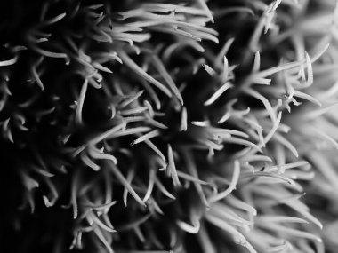 Amerika 'dan gelen güzel otlar, özellikle New Mexico' dan. At kuyruğu, bu süs otunun küçük, düşük bir türüdür. Seçici odak, DOF, makro, siyah ve beyaz