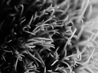 Amerika 'dan gelen güzel otlar, özellikle New Mexico' dan. At kuyruğu, bu süs otunun küçük, düşük bir türüdür. Seçici odak, DOF, makro, siyah ve beyaz