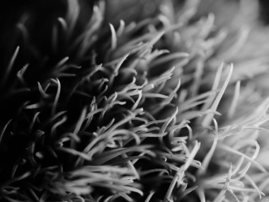 Amerika 'dan gelen güzel otlar, özellikle New Mexico' dan. At kuyruğu, bu süs otunun küçük, düşük bir türüdür. Seçici odak, DOF, makro, siyah ve beyaz