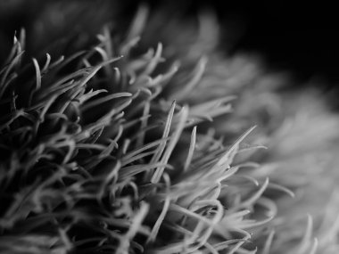 Amerika 'dan gelen güzel otlar, özellikle New Mexico' dan. At kuyruğu, bu süs otunun küçük, düşük bir türüdür. Seçici odak, DOF, makro, siyah ve beyaz