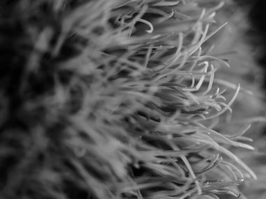 Amerika 'dan gelen güzel otlar, özellikle New Mexico' dan. At kuyruğu, bu süs otunun küçük, düşük bir türüdür. Seçici odak, DOF, makro, siyah ve beyaz