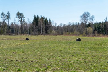 Yeşil çayır ve mavi gökyüzü olan kır manzarası. Basit bir kırsal, bahar zamanı doğa fotoğrafı. Yeşillenmeye başlıyor.