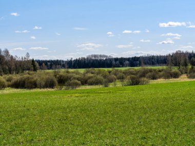 Yeşil çayır ve mavi gökyüzü olan kır manzarası. Basit bir kırsal, bahar zamanı doğa fotoğrafı. Yeşillenmeye başlıyor.