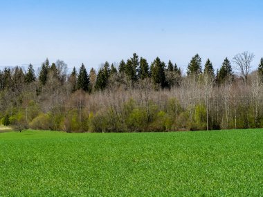 Yeşil çayır ve mavi gökyüzü olan kır manzarası. Basit bir kırsal, bahar zamanı doğa fotoğrafı. Yeşillenmeye başlıyor.