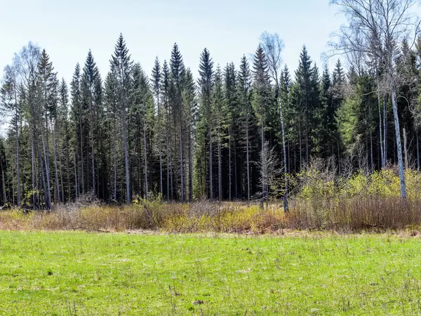 Paisagem Rural Com Prado Verde Céu Azul Acima Campo Simples — Fotografia de Stock