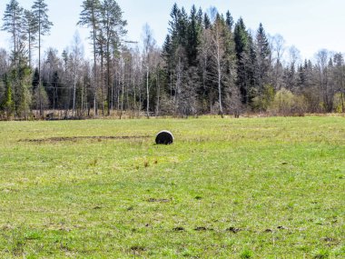 Yuvarlak saman balyaları güneşli bir mavi gökyüzü gününde bir tarlada toplandı. Doğa fotoğrafı. Baharın başlarında.