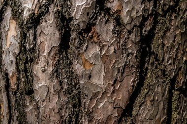 Ağaç kabuğunun pürüzsüz dokusu - duvar kağıdı veya arkaplan için serin, makro fotoğraf