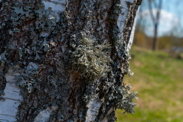 Sömlös Struktur Träd Bark Cool För Tapeter Eller Bakgrund Makro — Stockfoto