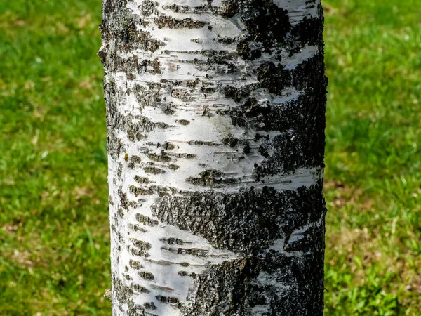 Eine Nahtlose Textur Aus Baumrinde Kühl Für Tapeten Oder Hintergrund — Stockfoto