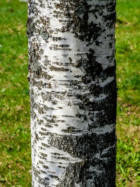 Eine Nahtlose Textur Aus Baumrinde Kühl Für Tapeten Oder Hintergrund — Stockfoto