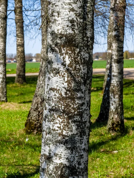 Eine Nahtlose Textur Aus Baumrinde Kühl Für Tapeten Oder Hintergrund — Stockfoto