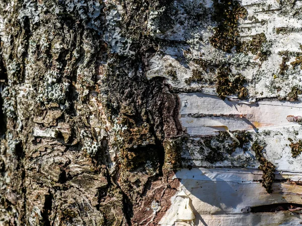 Seamless Texture Tree Bark Cool Wallpaper Background Macro Photo — Stock Photo, Image